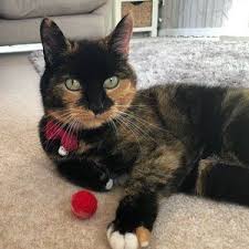 Jessie Jeanes Kedi