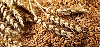 Zaksan® 33,5 may be used as a universal nitrogen fertilizer for all cultivated plants: Aktualne Ceny Zaksan Saletra Amonowa 20 02 2021
