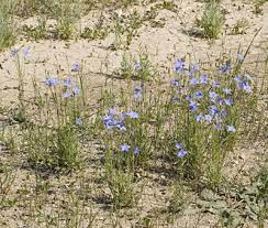 Stems erect or ascending, terete. Factsheet Wahlenbergia Communis