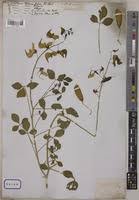 Image result for Crotalaria laburnifolia
