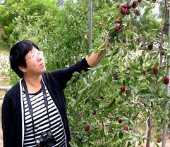 Beautiful ornamental tree with gnarled branches and weeping foliage. Amerizao Jujube Tree Cultivated In New Mexico Public News Service