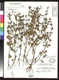 Image result for Bergia ammannioides