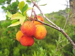 Monrovia's dwarf strawberry tree details and information. Strawberry Tree Arbutus Unedo Plants For A Future