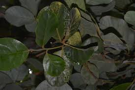 Image result for Beilschmiedia michelsonii