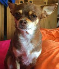 6 Unbelievable Training Chihuahuas With Praise And Affection Ideas Chihuahua Chihuahua Love Pure Breed Dogs