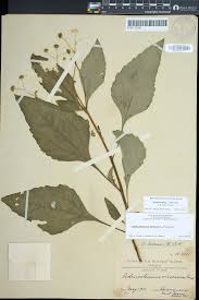 Image result for Adenostemma viscosum