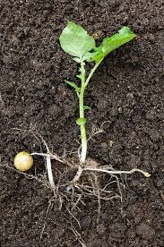 Image result for Solanum tuberosum