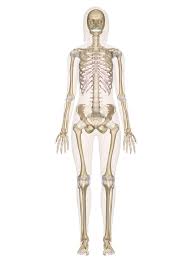 The hip bones, connected by the pubic symphysis, and the vertebrae, connected by intervertebral discs. Skeletal System Labeled Diagrams Of The Human Skeleton