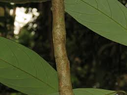 Image result for Gaertnera