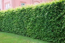 Image result for hornbeam hedge in winter