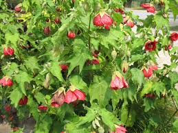 Image result for Abutilon austro-africanum