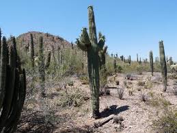 Located in papago park, this garden features one of the world's largest outdoor desert plant collection. Desert Botanical Garden Saguaro Cactus Picture Of Desert Botanical Garden Phoenix Tripadvisor