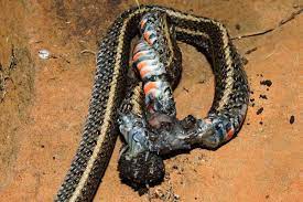 But, you know, the spider would get a bit of a meal from it, absolutely. In Photos A Tarantula Eat Snake World Live Science