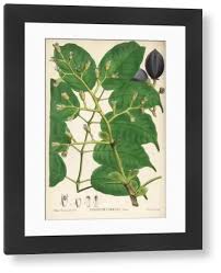 Image result for Canarium