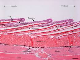 Fish Skin An Overview Sciencedirect Topics