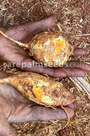 Image result for Coccinia adoensis