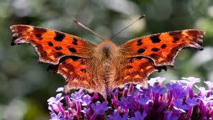 Image result for Polygonia c-album