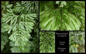 Image result for Hymenophyllum tunbridgense