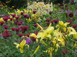 You can also pick leaves from your indoor lemon balm to use in savory and sweet dishes, salads, cocktails, and just about anything else that can benefit from an herbal lemon flavor. Tall Yellow Daylilies And Raspberry Wine Bee Balm Bee Balm Raspberry Wine Yellow Daylilies