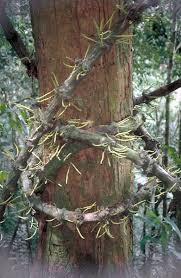 Image result for Gnetaceae