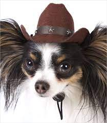 Cowboy Hats For Dogs Dog Hat Papillon Dog Dog Travel