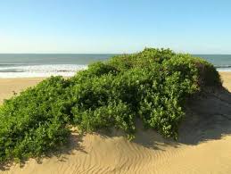 Image result for Rhoicissus digitata