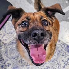 Hoffman Vet 🐕‍🦺🐈🐎 (@hoffman.vet) • Instagram photos and videos