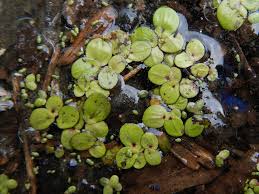 Image result for Spirodela