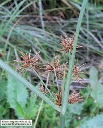 Image result for Cyperus longus