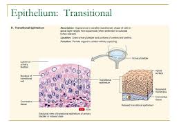 There are goblet cells present, which secrete mucus. Tissues Part 1 Epithelial Tissue Ppt Download