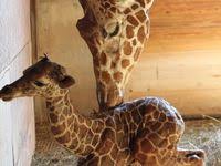 Binder Park Zoo Battle Creek Michigan Michigan Day Trips Zoo Coupons Battle Creek