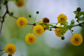 Image result for Acacia farnesiana