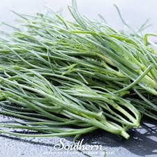 Image result for Salsola