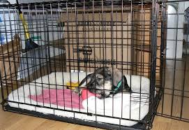 How to kennel train a dog. How To Kennel Train A Puppy Techniques And Tips From The Experts