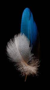 huawei p8 lite feather wallpapers feather wallpaper huawei wallpapers colorful wallpaper