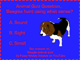 Fun Animal Quiz For Kids About The Beagle What Sense Do Beagles Use To Hunt Full Quiz On Youtube Animal Quiz Animal Facts For Kids Beagle
