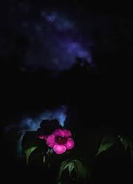 We did not find results for: Hd Wallpaper Germany Black Forest Night Magic Mystic Macro Bokeh Stars Wallpaper Flare