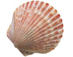 Identification