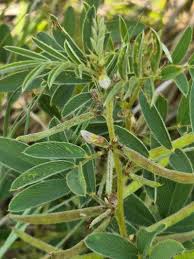 Image result for Tephrosia pumila