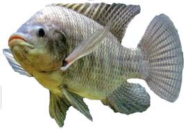 Pngtree offers ikan lele png and vector images, as well as transparant background ikan lele clipart images and psd files. Keren 30 Gambar Ikan Mujair Kartun Kumpulan Gambar Kartun