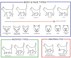 conformation charts