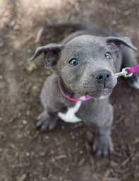 A young white bullhead with brown ears and spots near the eyes is standing on a green lawn and looking into the camera. Blue Eyed Pitbull Explained With Pictures Pawleaks