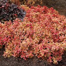 Image result for Coleus guerkei