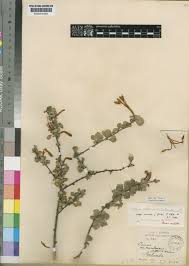 Image result for Turraea mombassana