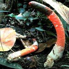 Image result for Mutinus elegans