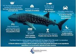 Tiburón ballena de la paz. Grand Tours Tiburon Ballena Home Facebook