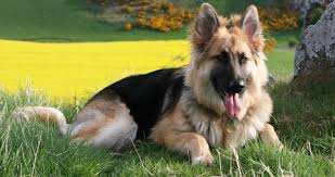 German Shepherd Dog Information Pictures And Training Tips All images you submit will be made available via the dog api endpoints. german shepherd dog information