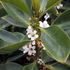 Image result for Myoporum laetum