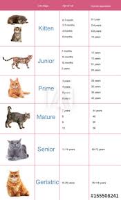 pet age concept comparison chart of cat and human years as