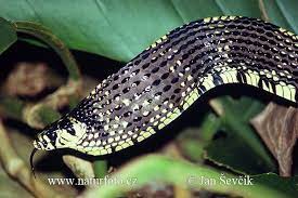 Tiger Rat Snake Spilotes Pullatus Rat Snake Snake Snake Photos